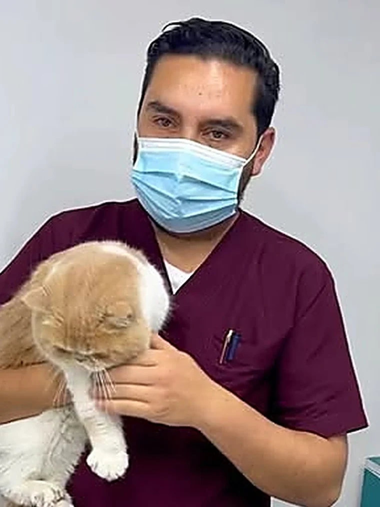 El médico veterinario de Manuelita Pets sostiene con cuidado a un gato naranja durante la consulta